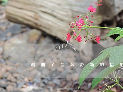 逾期了怎么办新的信用卡