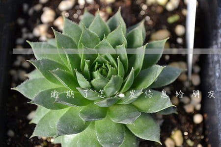 逾期了怎么发信息给朋友 逾期了怎么发信息给朋友