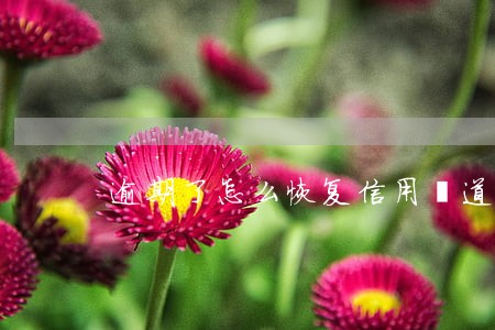 逾期了怎么恢复信用渠道 逾期了怎么恢复信用渠道