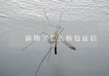逾期了怎么恢复征信 逾期了怎么恢复征信