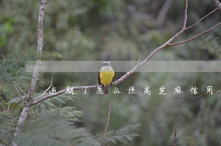 逾期了怎么提高芝麻信用 逾期了怎么提高芝麻信用