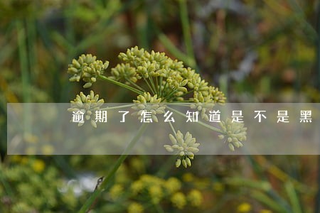 逾期了怎么知道是不是黑户 逾期了怎么知道是不是黑户