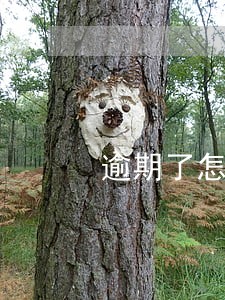 逾期了怎么通知好友 逾期了怎么通知好友