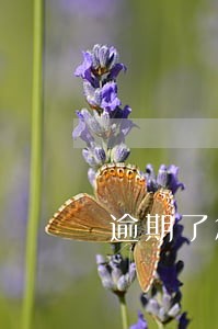 逾期了怎么防止自动扣款 逾期了怎么防止自动扣款