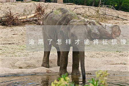 逾期了怎样才能将征信慢慢恢复 逾期了怎样才能将征信慢慢恢复