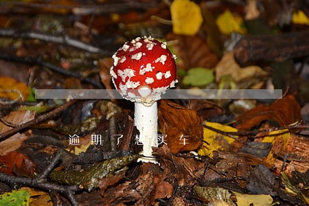 逾期了想买车 逾期了想买车
