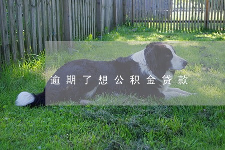 逾期了想公积金贷款 逾期了想公积金贷款