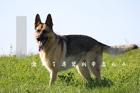 逾期了房贷利率怎么办