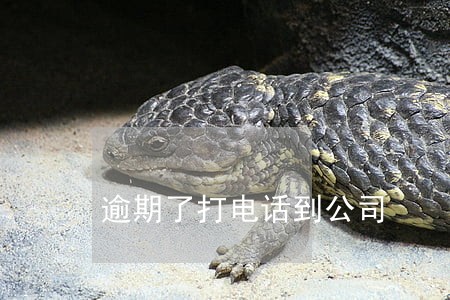 逾期了打电话到公司