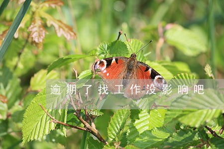 逾期了找工作没影响吧 逾期了找工作没影响吧