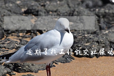 逾期了找工作能交社保吗 逾期了找工作能交社保吗
