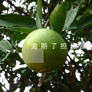 逾期了担保服务费可以退还吗 逾期了担保服务费可以退还吗