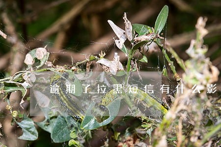 逾期了拉黑短信有什么影响