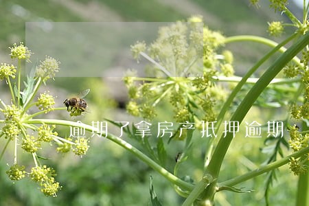 逾期了拿房产抵押逾期 逾期了拿房产抵押逾期