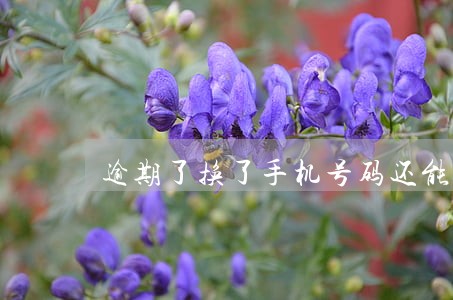 逾期了换了手机号码还能找得到吗