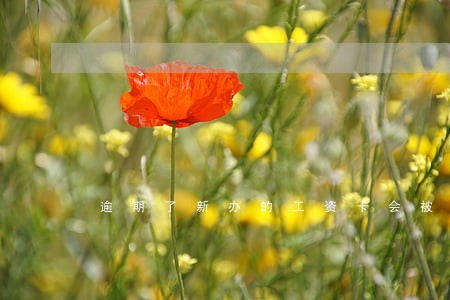 逾期了新办的工资卡会被扣钱嘛 逾期了新办的工资卡会被扣钱嘛