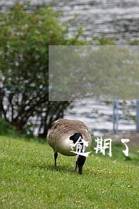 逾期了是把卡冻结了吗 逾期了是把卡冻结了吗