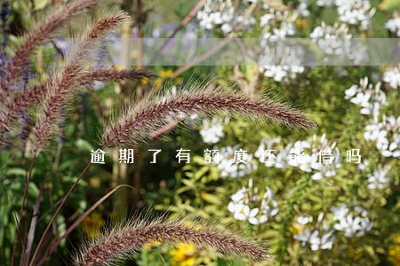 逾期了有额度还能借吗 逾期了有额度还能借吗