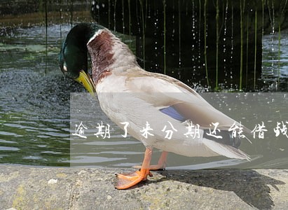 逾期了来分期还能借钱吗 逾期了来分期还能借钱吗