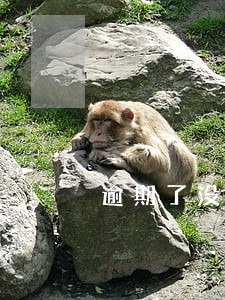 逾期了没有逾期的网贷还能借吗 逾期了没有逾期的网贷还能借吗