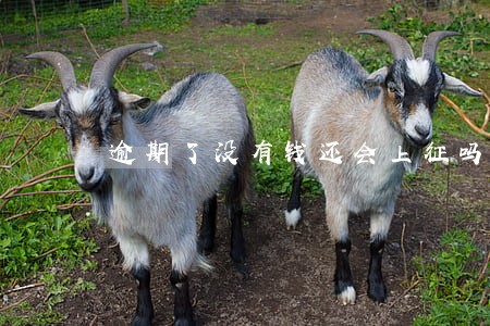 逾期了没有钱还会上征吗 逾期了没有钱还会上征吗