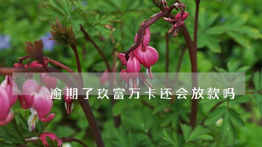 逾期了玖富万卡还会放款吗 逾期了玖富万卡还会放款吗