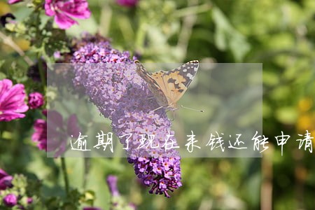逾期了现在来钱还能申请吗 逾期了现在来钱还能申请吗
