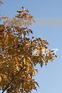 逾期了申请什么贷款能通过 逾期了申请什么贷款能通过