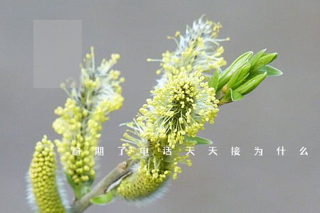逾期了电话天天接为什么还天天打 逾期了电话天天接为什么还天天打