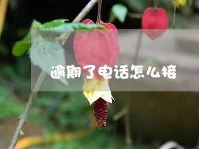 逾期了电话怎么接