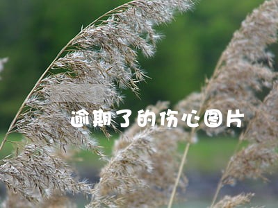 逾期了的伤心图片 逾期了的伤心图片