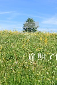 逾期了的后果是什么 逾期了的后果是什么