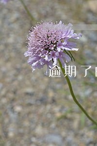逾期了的征信报告 逾期了的征信报告