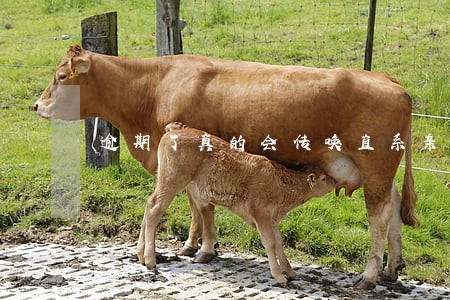 逾期了真的会传唤直系亲属吗 逾期了真的会传唤直系亲属吗