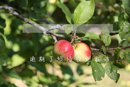 逾期了短信收到出访 逾期了短信收到出访