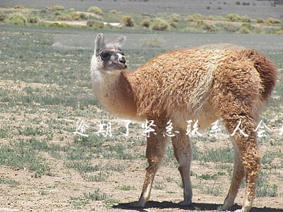 逾期了紧急联系人会天天打吗 逾期了紧急联系人会天天打吗