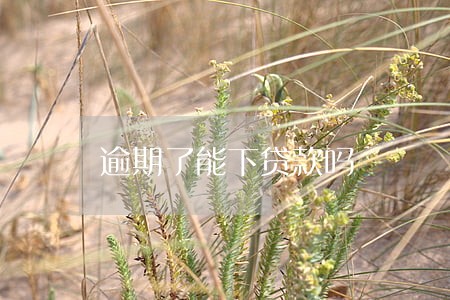 逾期了能下贷款吗 逾期了能下贷款吗