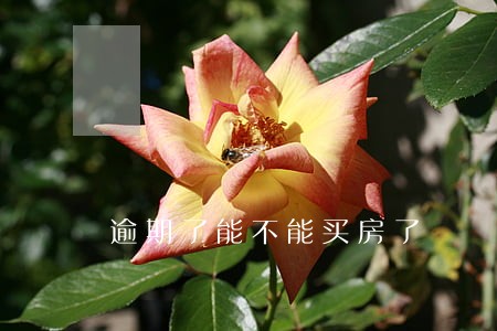 逾期了能不能买房了 逾期了能不能买房了