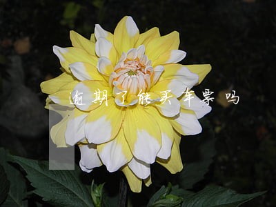逾期了能买车票吗 逾期了能买车票吗
