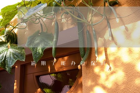 逾期了能办社保吗 逾期了能办社保吗