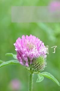 逾期了能否申请只还本金 逾期了能否申请只还本金