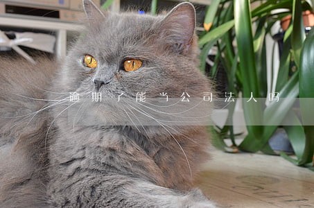 逾期了能当公司法人吗