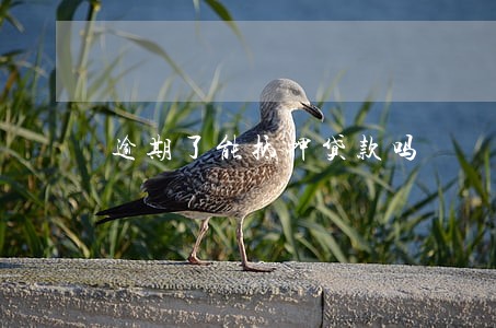 逾期了能抵押贷款吗 逾期了能抵押贷款吗