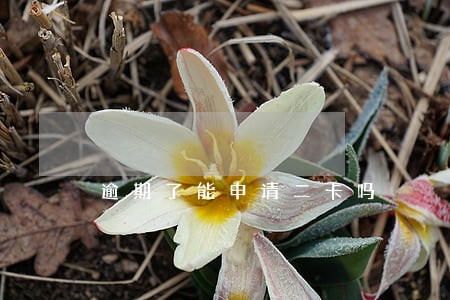逾期了能申请二卡吗 逾期了能申请二卡吗