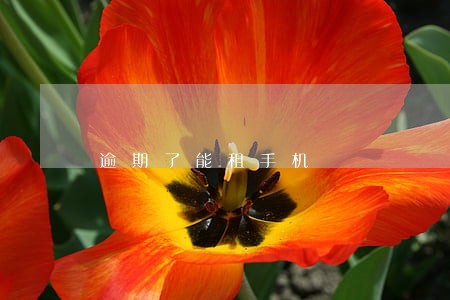逾期了能租手机 逾期了能租手机