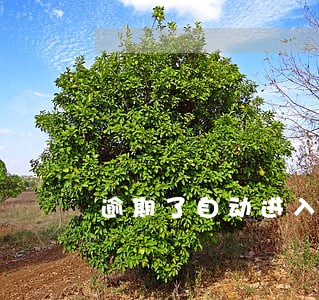 逾期了自动进入黑名单吗 逾期了自动进入黑名单吗