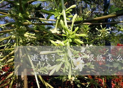 逾期了芝麻分很低怎么办 逾期了芝麻分很低怎么办