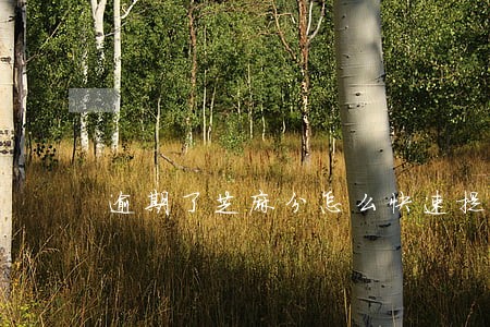 逾期了芝麻分怎么快速提高 逾期了芝麻分怎么快速提高
