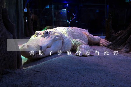 逾期了芝麻分没有涨过 逾期了芝麻分没有涨过