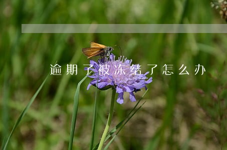 逾期了被冻结了怎么办 逾期了被冻结了怎么办